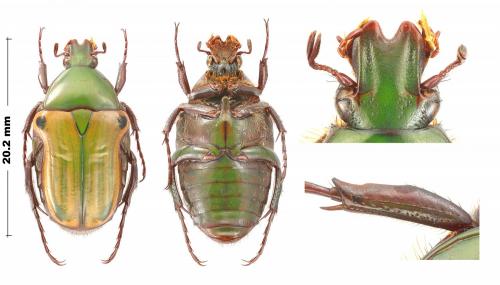 Réf. 255 350 : Coptomia quadrimaculata
